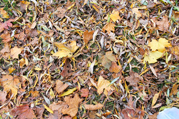 Carpet of autumn leaves