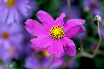 A bright purple flower in autumn garden