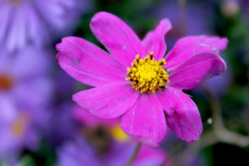 A bright purple flower in autumn garden