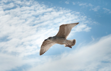 Strandräuber -Möwen. Norddeutschland. Ostsee