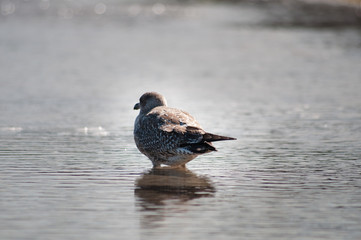 Strandräuber -Möwen. Norddeutschland. Ostsee