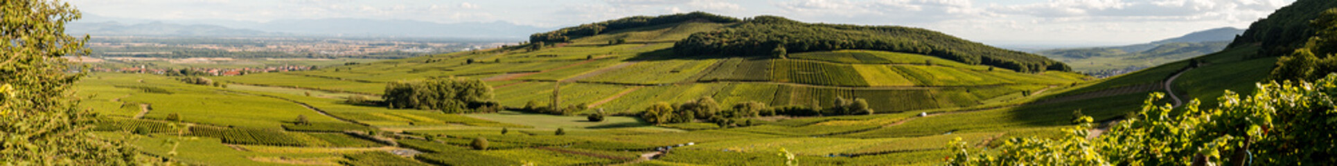 Vendanges dans le vignoble alsacien, sur la Route des vins d'Alsace