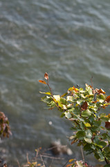 Waldwege durch den Insel. Rügen