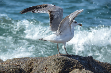 Seagull