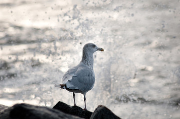 Möwen am Nordsee