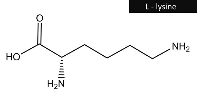 Molecular structure of L-lysine