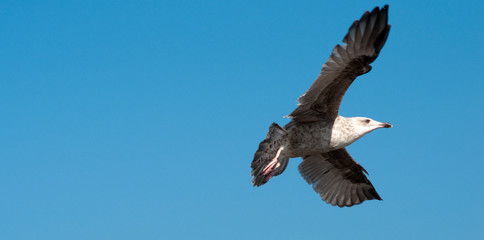 Vorsicht - Seemöwen. Seagull´s an der Ostsee. Norddeutschland