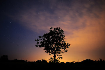 Naklejka na ściany i meble Tree silhouette on starry sky. Beautiful natural background.