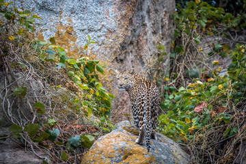 Leopard on the rocks.