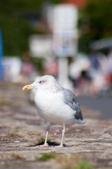 Obraz premium Vorsicht - Seemöwen. Seagull´s an der Ostsee. Norddeutschland
