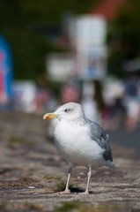 Vorsicht - Seemöwen. Seagull´s an der Ostsee. Norddeutschland