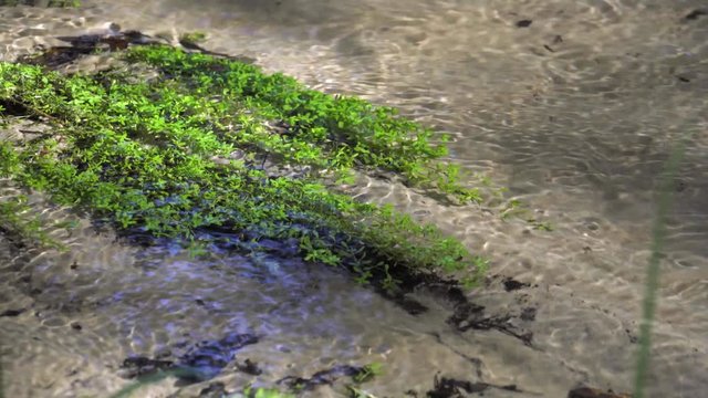 Kristall klarer Bach fliesst idyllisches durch eine gr&uuml;ne Ufer Landschaft mit sandigen Flussbett