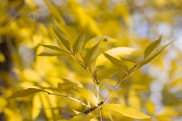 Yellow leaves and sunlight.
