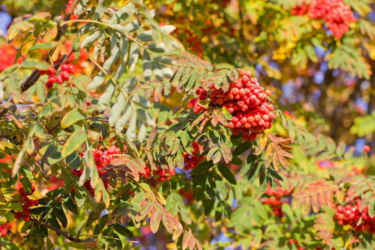 Red leaves of mountain ash in the autumn.