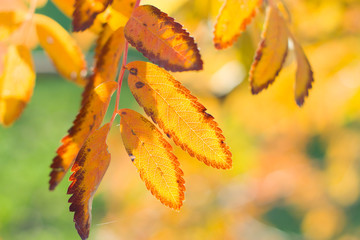 Yellow leaves of mountain ash in the autumn.