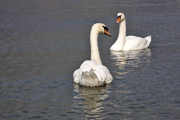 Obraz premium Mute swan, Cygnus olor, Lago di Grada, Italy