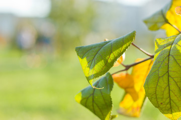 The leaves of apple trees in the fall.