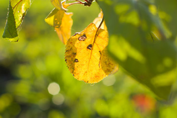 The leaves of apple trees in the fall.
