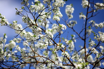 the plum blossom