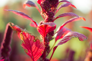 Bright maroon amaranth autumn.