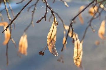 Golden autumn linden blossom