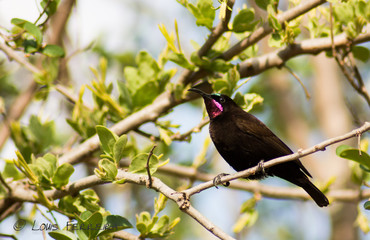 Amethyst Sunbird