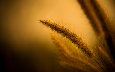 Grass with golden light