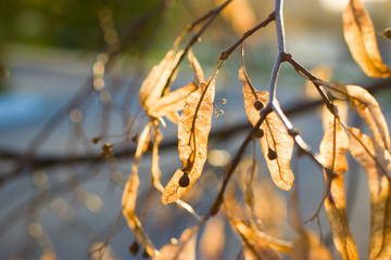 Golden autumn linden blossom