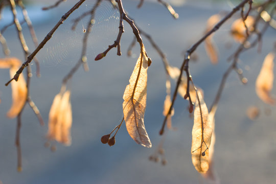 Golden autumn linden blossom