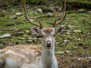 Hirsch