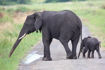 Fototapeta premium African Elephant in Queen Elizabeth National Park, Uganda 