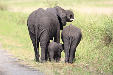 Fototapeta na wymiar African Elephant in Queen Elizabeth National Park, Uganda 
