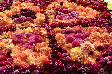 Obraz premium ダリアの花絨毯