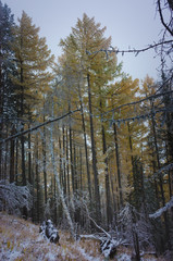 mountain scenery in the mist and snow