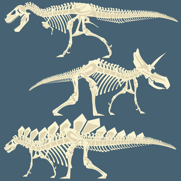 The image of dinosaur's skeleton