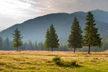 Five spruce trees on the pasture high up in the Carpathian mountains against the mountain backdrop