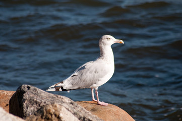 Vogelkunde am Ostsee. Möwen