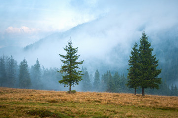 Three spruce trees on a pasture high up in the Carpathian mountains early in the morning covered with clouds and mist