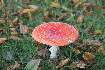 Red Mushroom 2