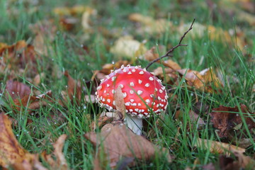 Red Mushrooom