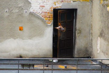 Gołębie na balkonie