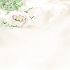 Obraz na płótnie Canvas soft sweet rose flowers for love romance background