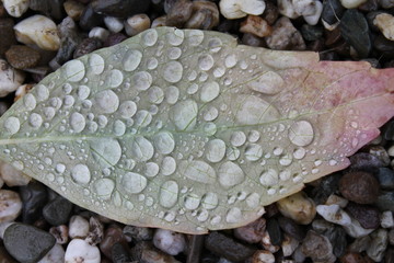 Green Leaf with Water Droplets
