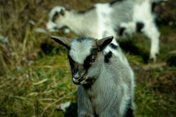 Young grey goats pasture