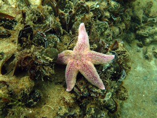 Starfish in the Baltic Sea