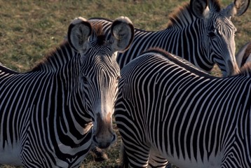 Fototapeta na wymiar three zebras in a field