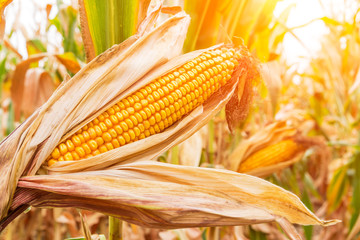 ripe corn in the field of farmland wait for harvest