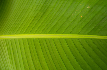 Close - up texture of green leaf background