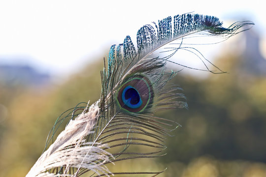peacock feather on soft background