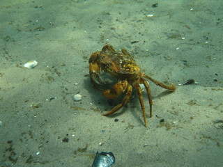 Crab in the Baltic Sea 3